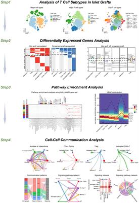 Elucidating T cell dynamics and molecular mechanisms in syngeneic and allogeneic islet transplantation through single-cell RNA sequencing